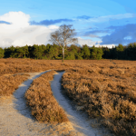 Harm Minimisation vs Abstinence: Two Approaches to Recovery   